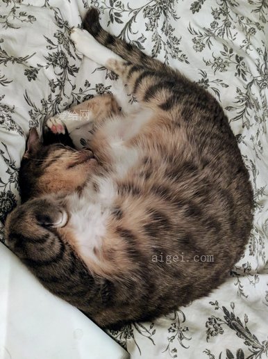 貓趴著睡覺照片(cat sleeps belly up photo)