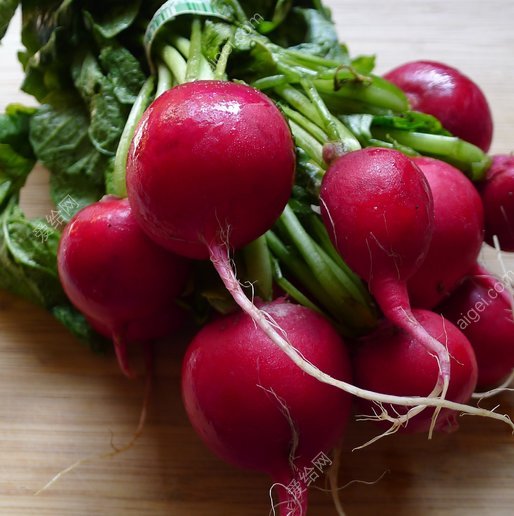 蘿蔔蘿蔔蔬菜食品(radish-radishes-vegetable-food)