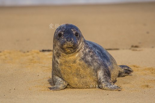 海豹幼崽英格蘭海灘(seal-cub-england-beach)