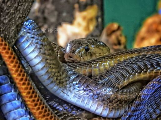 树上的青蛇(grey snake on tree)