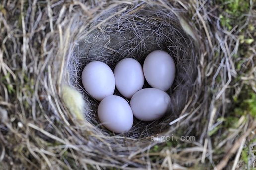 鳥巢, 巢, 鳥蛋, 自然, 雞蛋, 關閉(bird