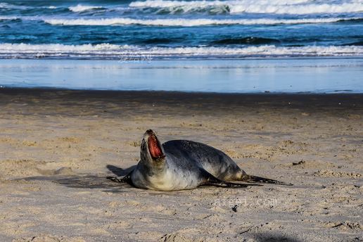 海岸線附近棕色沙灘上的黑色和灰色海豹(black and gray seal on