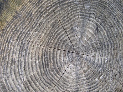 木材, 樹, 樹樁, 樹木年輪, 年, 森林, 木的(wood, tree, stump, tree