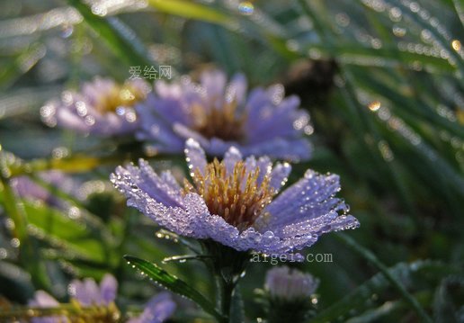 花薔薇水珠(flowers-rosa-drops-of-water-astra)