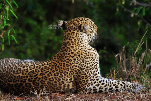 豹子坐在草地邊的照片(photo of leopard sitting near grass)