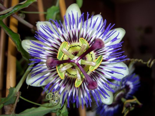 西番蓮花(passionflower-flower-passion-flower)