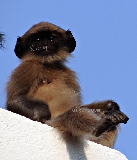 猴子, 嬰兒, 葉猴, 漢努曼葉猴(monkey, baby, langur, hanuman