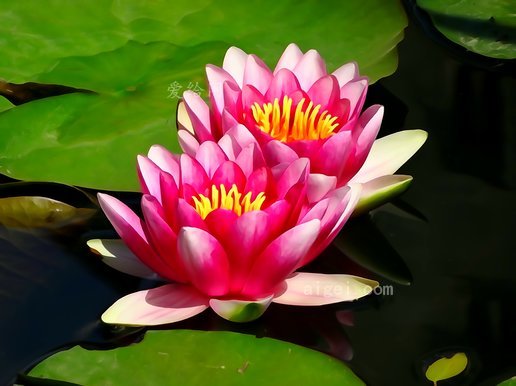 水莲(flowers-water-lilies-nature)_图片_jpg