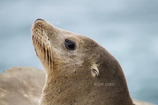 棕海豹(brown seal)