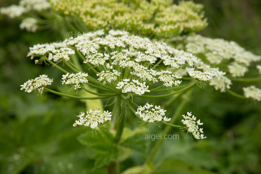 牛防风(cow parsnip)