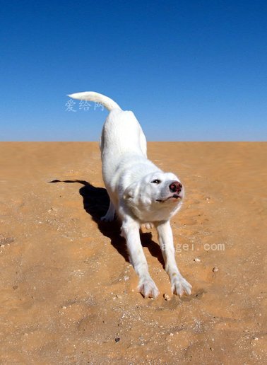 狗白色沙漠動物犬(dog-white-desert-animal-canine)