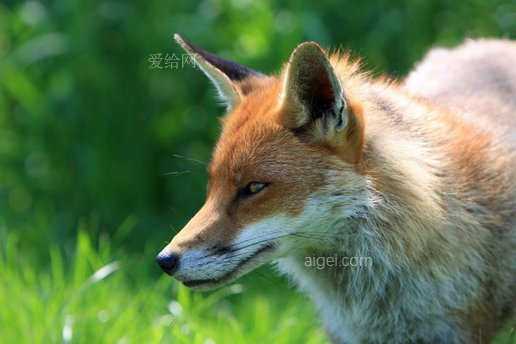 福克斯, 紅狐, 動物, 野生的, 野生動物, 特寫鏡頭, 頭(fox, red fox