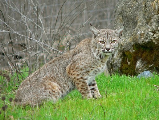 山猫 猫科动物 野生动物 自然 大猫 猞猁 动物园(bobcat