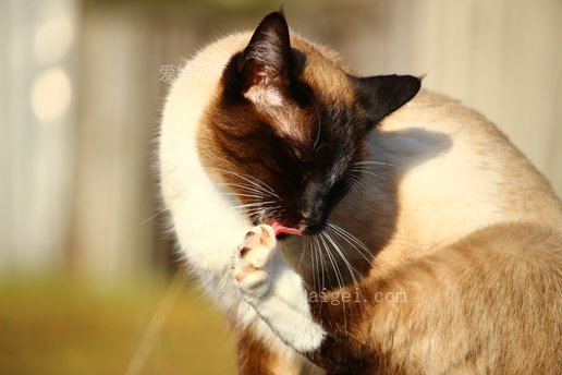 貓暹羅貓乾淨的爪子(cat-siamese-cat-clean-paw)