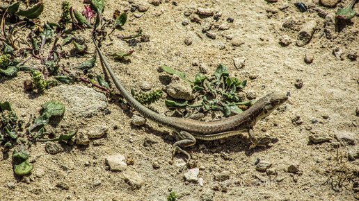 石棘蜥蜴(lizard-acanthodactylus-schreiberi)