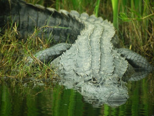 鱷魚水棲野生動物(alligator-water-looking-wildlife)