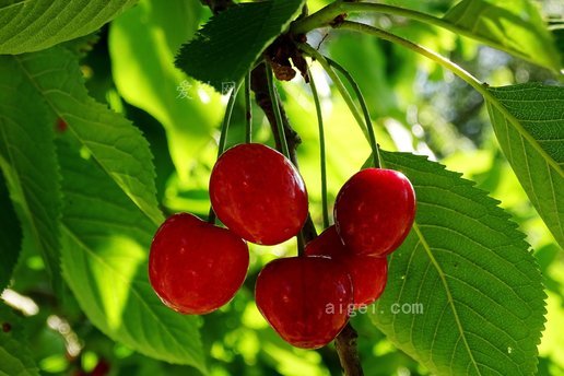 樱桃 酸樱桃 红色 莫雷罗 核果(cherries sour cherries red