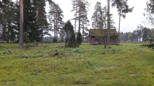 芬蘭森林牧場(finnish wood pasture)