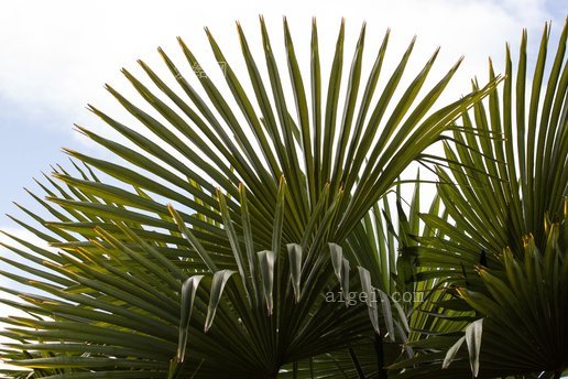 扇掌 棕榈树 手形的 分裂 树叶 扇形(fan palm palm hand