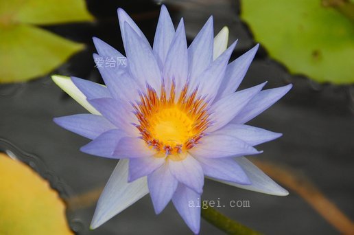 睡蓮, 紫色, 池塘, 紫, 水花, 開花(water lily, purple, pond