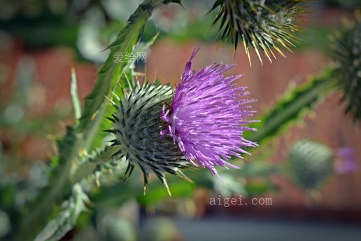 薊花盛開(thistle-blossom-bloom-flower)_圖片_jpg