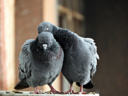 兩隻灰鴿子(two gray pigeons)