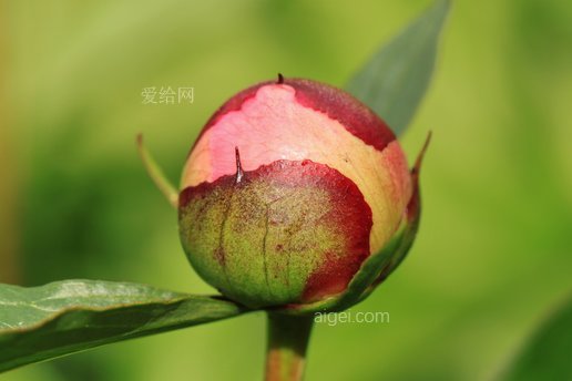 牡丹, 芽, 植物區系, 開花, 布魯姆, 花(peony, bud, flora, blossom