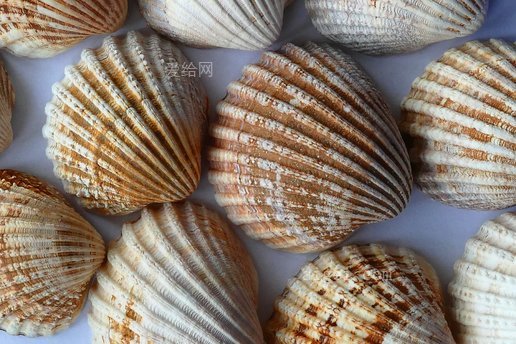 海贝蛤蜊海洋贝壳(sea-shell-clam-ocean-sea-shells)