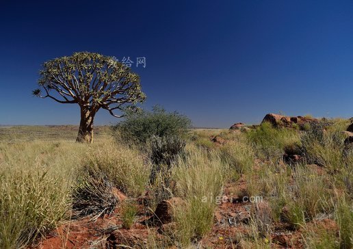 抖樹, 樹, 顫抖, 非洲, 非洲的, 沙漠(quiver tree, tree, quiver