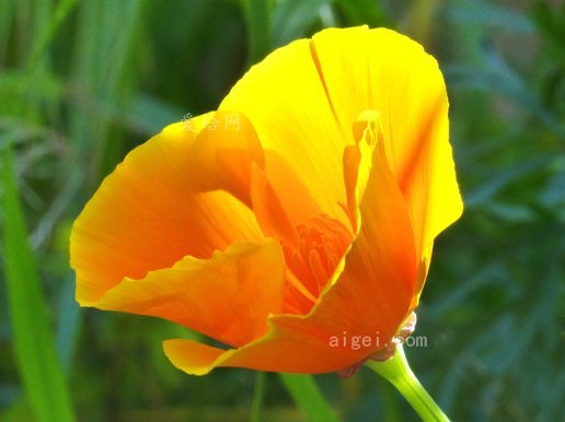 加利福尼亚罂粟黄罂粟(california-poppy-yellow-poppy)