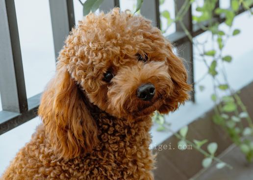 籬笆邊捲曲的棕色長毛狗(curly long-coated brown dog at the fence)