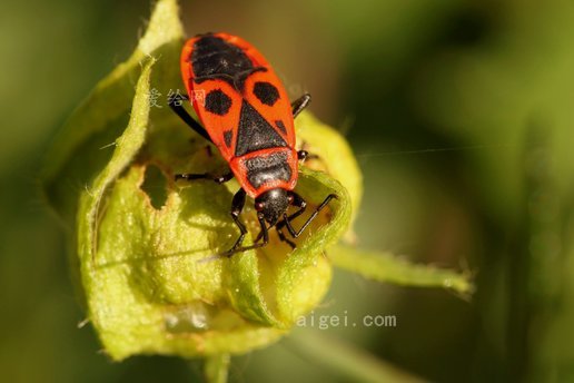 甲虫 缺陷 火虫 昆虫 昆虫宏 动物(beetle bug fire bug