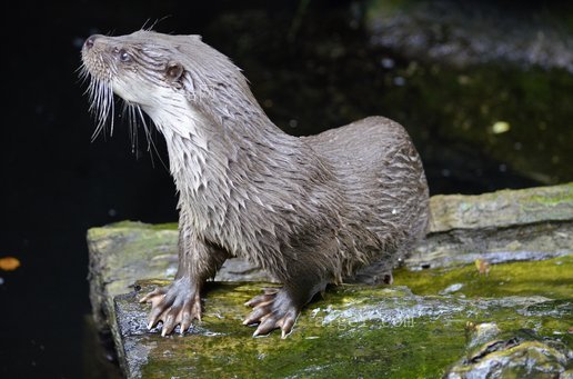 水獭水貂(otter-water-animal-nature-marten)