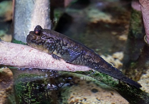 蝾螈两栖类水生动物鳃(newt-amphibians-aquatic-animal-gill)