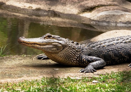 澳大利亞淡水鱷魚(crocodile-freshwater-australian)