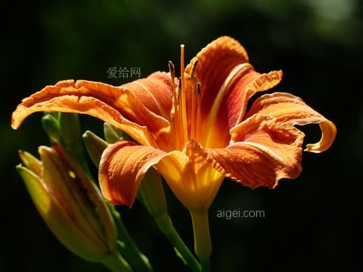 黃紅黃花菜, 莉莉, 富爾瓦鐵血紅(yellow red daylily, lily