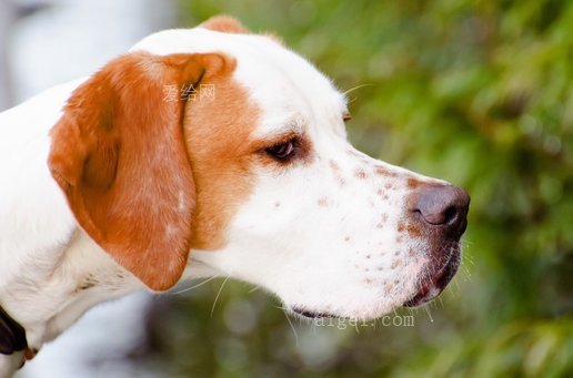 可愛的動物品種棕白色(adorable-animal-breed-brown-white)