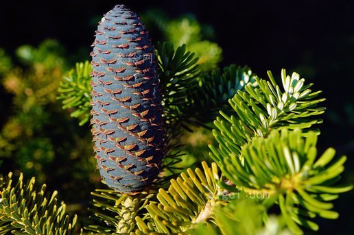 松果 枞树 坦伦茨韦格 丝锥 自然 森林(pine cones fir tannen