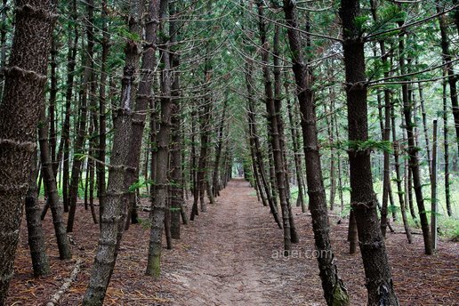 鐵木松樹.(ironwood pine trees.