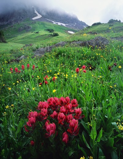 奧雷, 科羅拉多州, 景觀, 自然, 消防刷(ouray, colorado, landscape