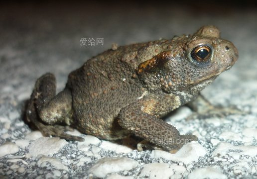 蛙跳(rana-toad-amphibian-jump)