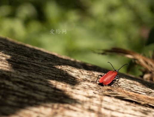 甲虫 红色 日志 火甲虫 昆虫 昆虫照片(beetle red log fire