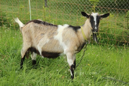 山羊哺乳動物家養山羊(goat-mammal-domestic-goat)